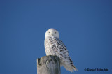 Harfang des neiges