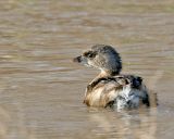 Pied-billed Grebe