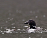 Common Loon