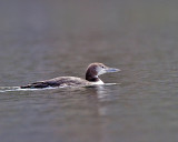 Common Loon, (juv.)