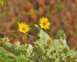 Arrow-leafed Balsamroot