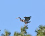 Great Blue Heron