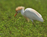 Cattle Egret