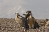 Griffon Vulture and Black Vulture