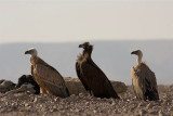 Griffon Vultures and Black Vulture