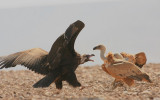 Griffon Vulture and Black Vulture