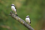 GREY -BACKED FISCAL