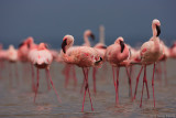 LESSER FLAMINGO