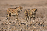 Cheetahs                                                              KENYA 2006