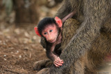 Baboon