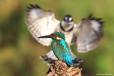 Common Kingfisher & Pied Kingfisher