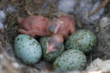 Two Cuckoo nestling day 2