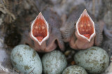 Two Cuckoo nestling day 5