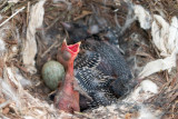 Two Cuckoo nestling day 8 Hooded Crow nestling day 2