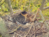 Cuckoo nestling