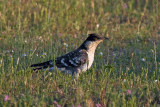 Great Spotted Cuckoo