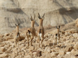 nubian ibex