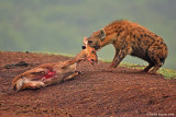 Hyena kil Bushbuck 11