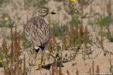 Stone-Curlew