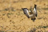 Pin-tailed Sandgrouse