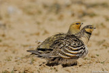 Pin-tailed Sandgrouse