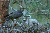 Sparrowhawk - female with nestling