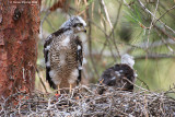 Sparrowhawk - nestling
