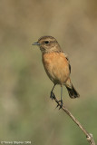 Common Stonechat