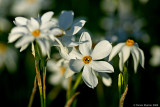 Late-flowering Narcissus