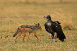 Black-striped Jackal and Lappet - faced Vulture