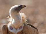 Griffon Vulture