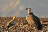 Egyptian Vulture and Griffon Vulture