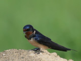 Barn Swallow