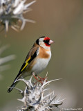 European Goldfinch