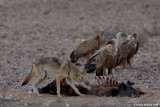 Wolf and Griffon Vultures