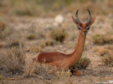 Gerenuk male