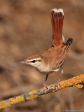 Rufous Bush Robin