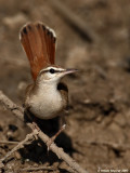 Rufous Bush Robin