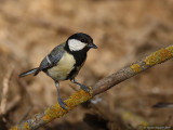 Great Tit