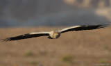 Egyptian Vulture