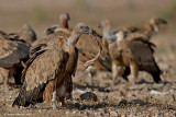 Griffon Vultures