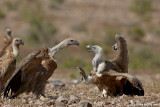 Griffon Vultures