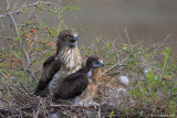 Short-toed Eagle