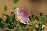 Common Caper