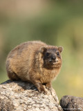 Rock Hyrax