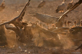 Wolf and  Griffon Vultures