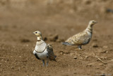 Pin-tailed Sandgrouse