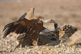 Griffon Vultures