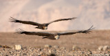 Griffon Vultures