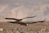 Griffon Vultures